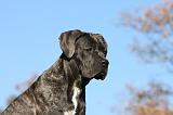 CANE CORSO 971